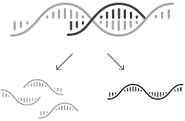 Graphic showing DAWNZERA™ finding and directing the breakdown of the message (called mRNA) that tells your body to make a protein called plasma PKK in Step 2.