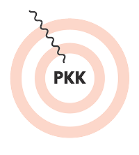 Graphic showing DAWNZERA™ targeting plasma PKK in Step 3.