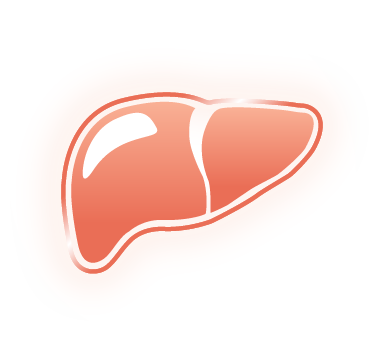 Liver icon