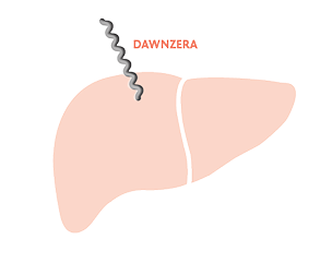Graphic showing DAWNZERA is specifically targeted to the liver in Step 1.